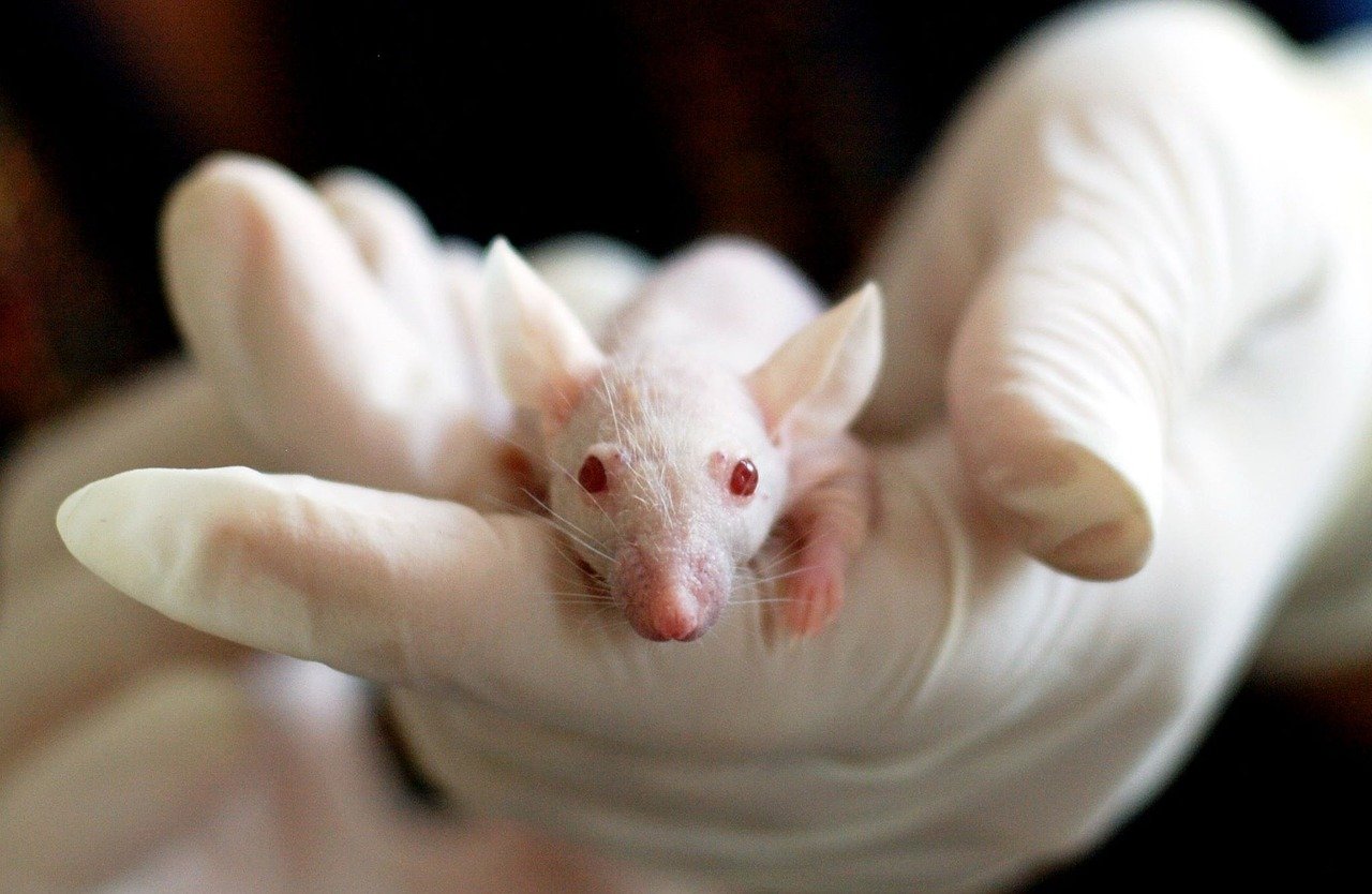Pokusná myš v laboratoři